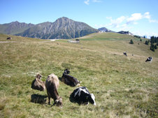 © 2025 Langwieserhof