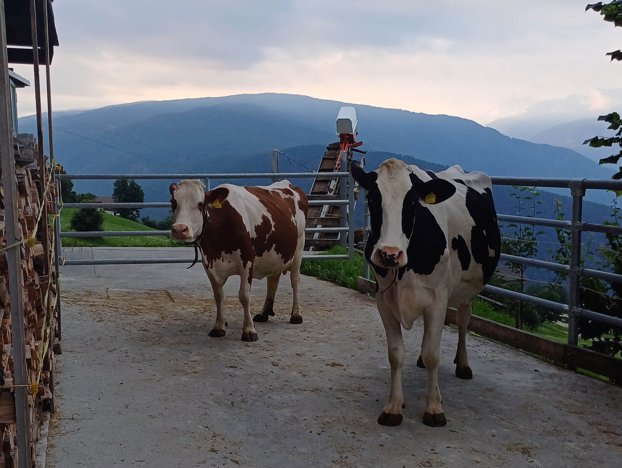 Zwei Kühe im Freien