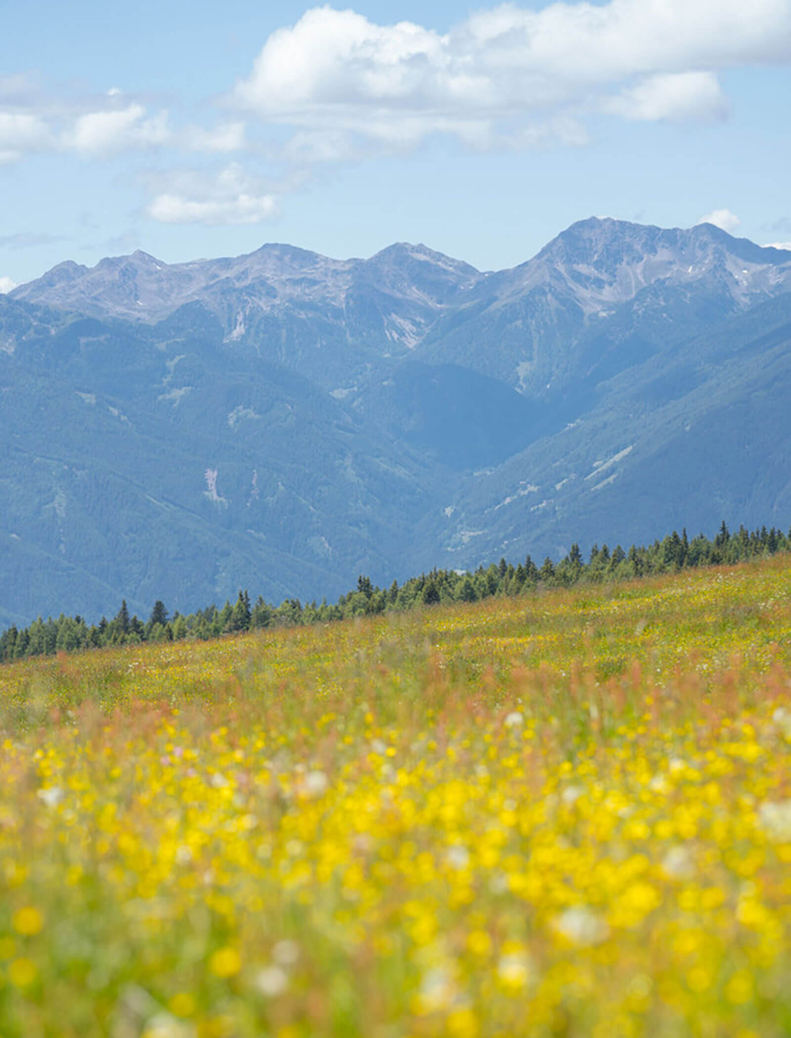 Prato di montagna e montagne sullo sfondo in estate